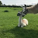 The Lazy Llama Shepherd Hut Campview Farm * Ballyshannon
