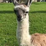 The Lazy Llama Shepherd Hut Campview Farm
