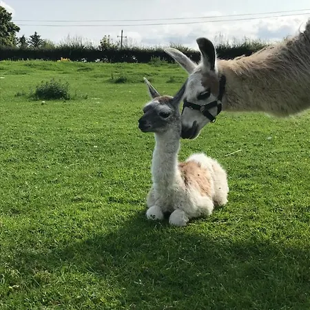 The Beautiful Lazy Llama Shepherd Hut Farm * Ballyshannon
