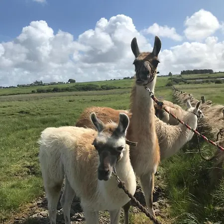 Apartamento The Lazy Llama Shepherd Hut Campview Farm *