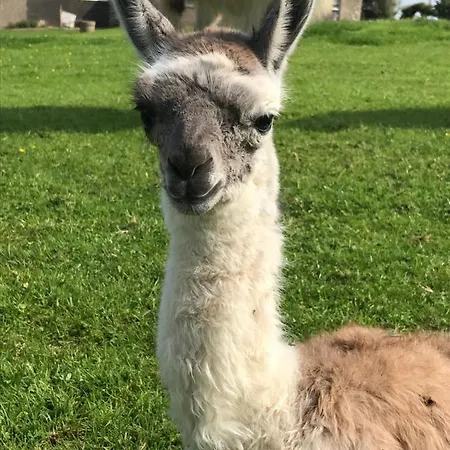The Lazy Llama Shepherd Hut Campview Farm