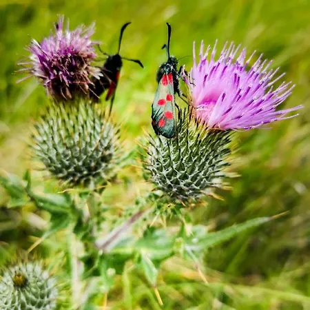 The Lazy Llama Shepherd Hut Campview Farm Ballyshannon