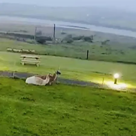 The Lazy Llama Shepherd Hut Campview Farm Ballyshannon