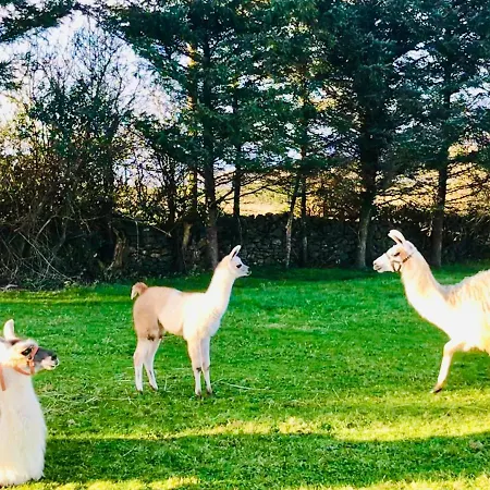 Дом отдыха The Beautiful Lazy Llama Shepherd Hut Farm *