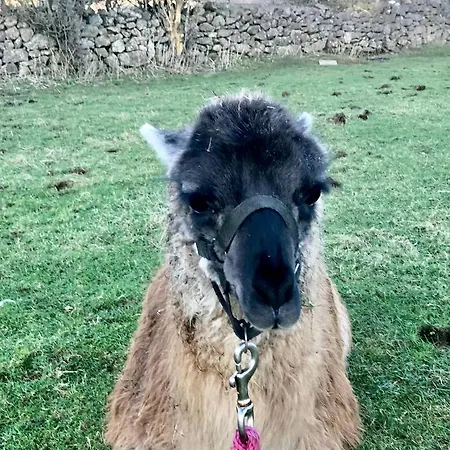 The Lazy Llama Shepherd Hut Campview Farm Apartament