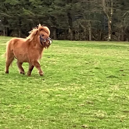 The Lazy Llama Shepherd Hut Campview Farm *