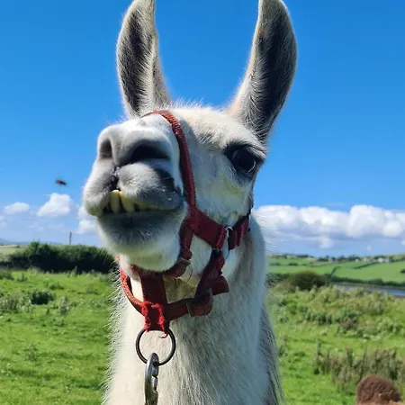 The Lazy Llama Shepherd Hut & Sauna Ballyshannon