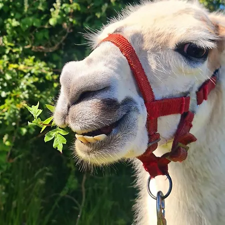 The Lazy Llama Shepherd Hut & Sauna Ballyshannon