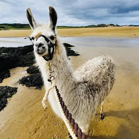 The Lazy Llama Shepherd Hut & Sauna