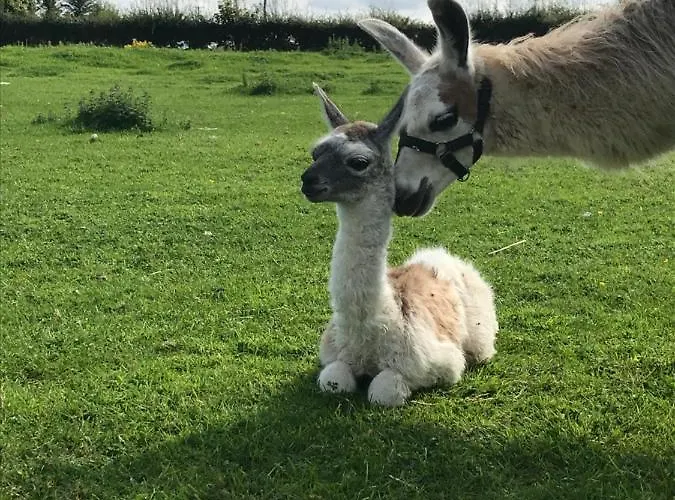 The Lazy Llama Shepherd Hut Campview Farm * Ballyshannon