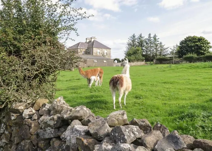 Apartmán The Lazy Llama Shepherd Hut Campview Farm Ballyshannon