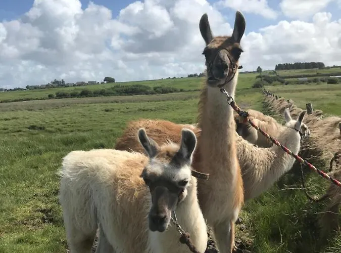 Apartmán The Lazy Llama Shepherd Hut Campview Farm *