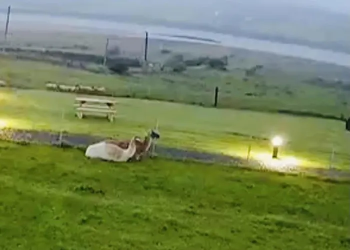 The Lazy Llama Shepherd Hut Campview Farm Ballyshannon