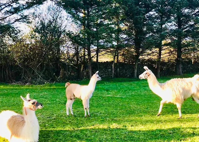 Apartmán The Lazy Llama Shepherd Hut Campview Farm *