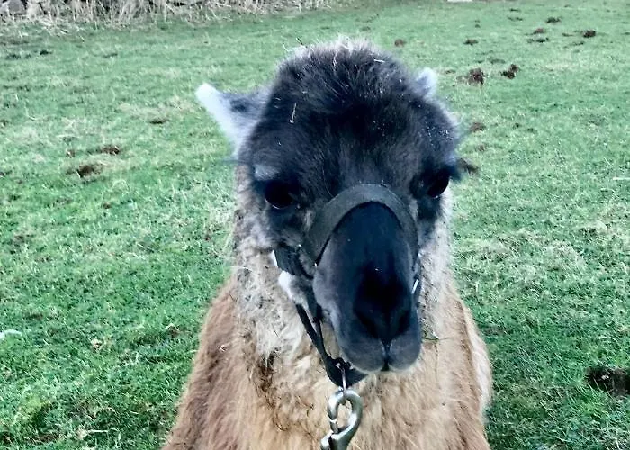 The Lazy Llama Shepherd Hut Campview Farm Apartmán
